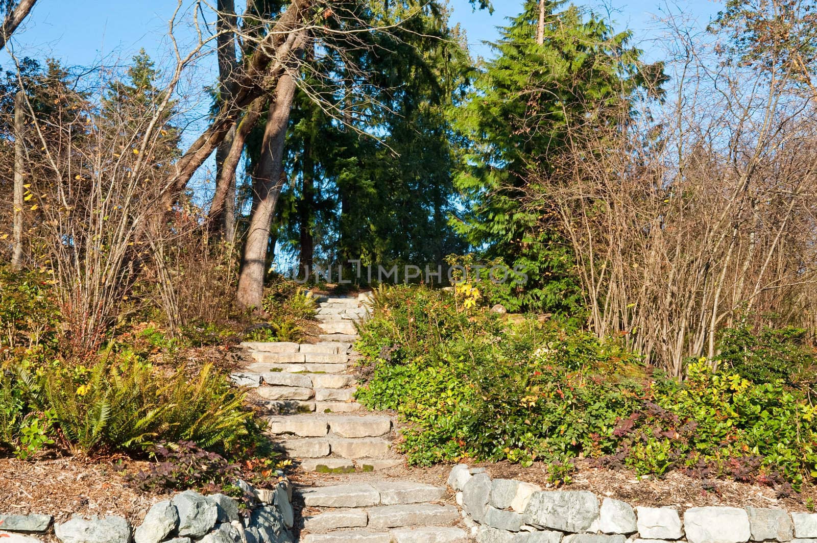 Steps in the Washington Park Arboretum