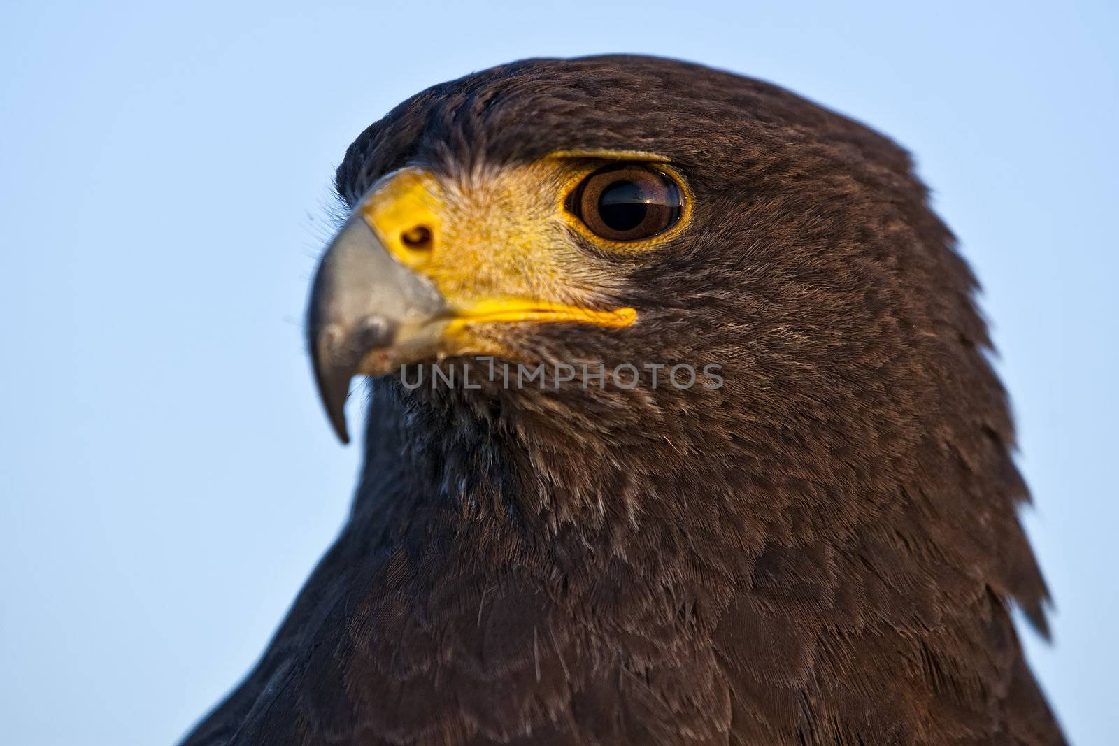 Harris Hawk by PhotoWorks