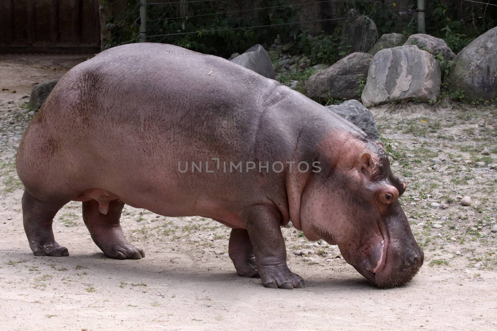 A river Hippopotamus (Hippopotamus amphibius) sniffing the ground.