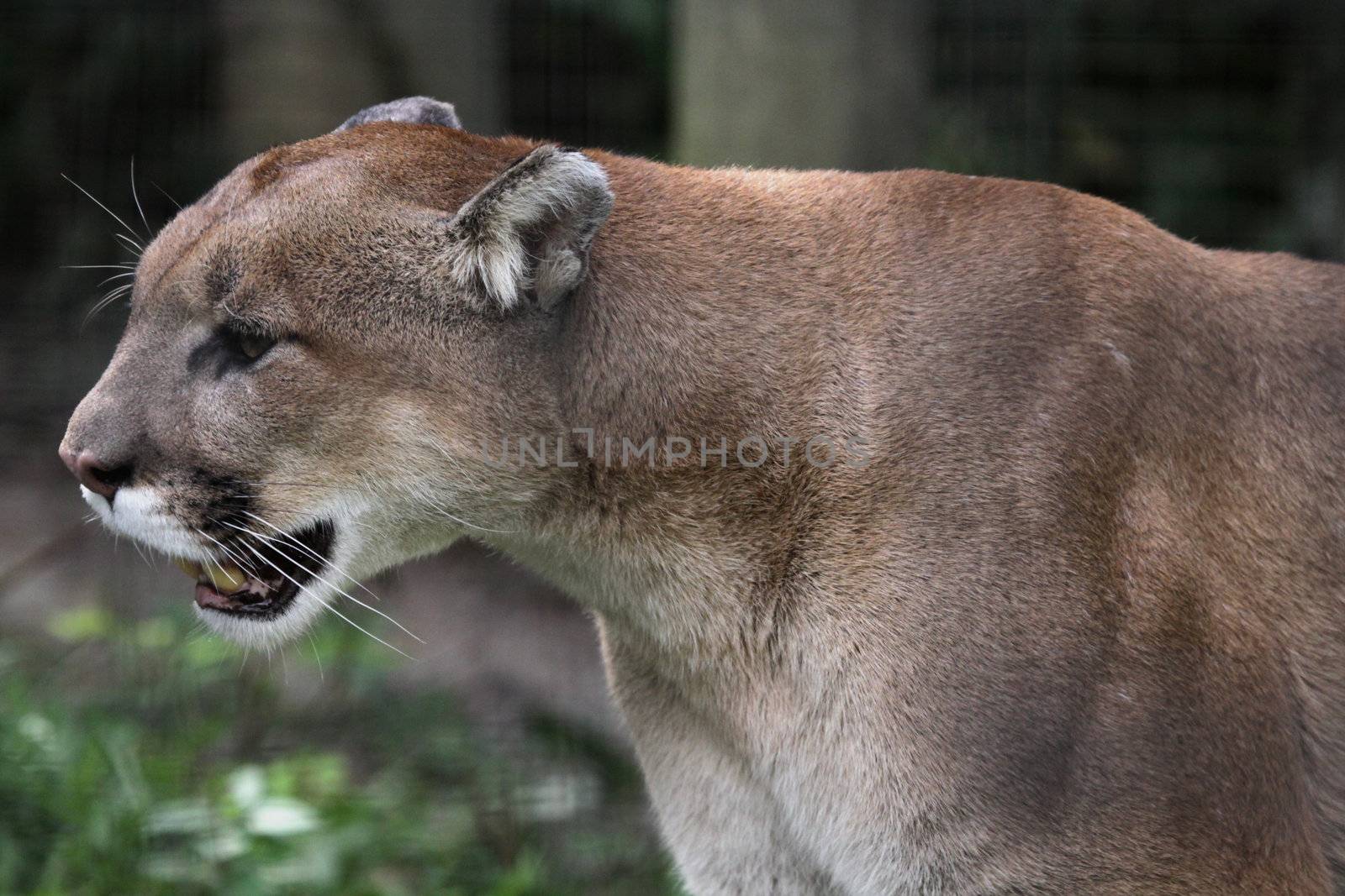 A cougar on the prowl (Felis concolor) in it's pen.