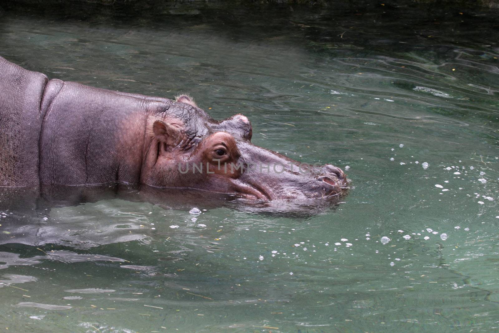 A river Hippopotamus (Hippopotamus amphibius) swimming at zoo.
