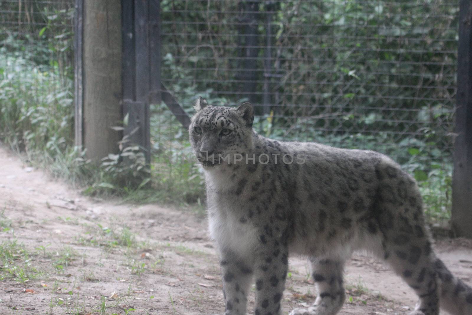 A snow leopard (Panthera uncia) looking at the camera, shot at a zoo.
