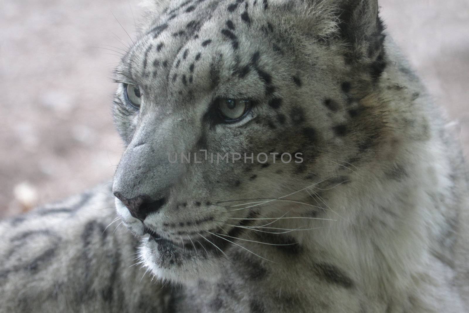 A profile of a snow leopard (Panthera uncia), shot at a zoo.