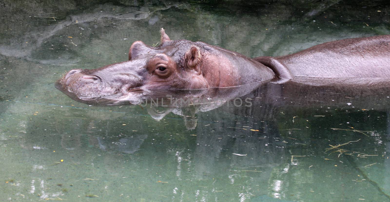 A river Hippopotamus (Hippopotamus amphibius) swimming at zoo.
