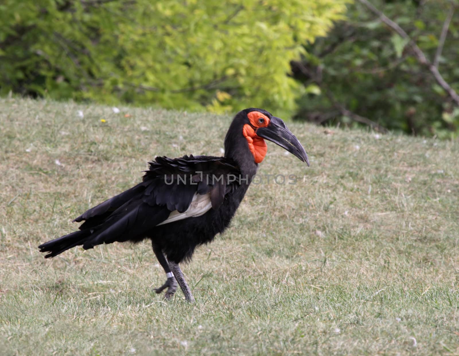 Southern Ground Hornbill by ca2hill