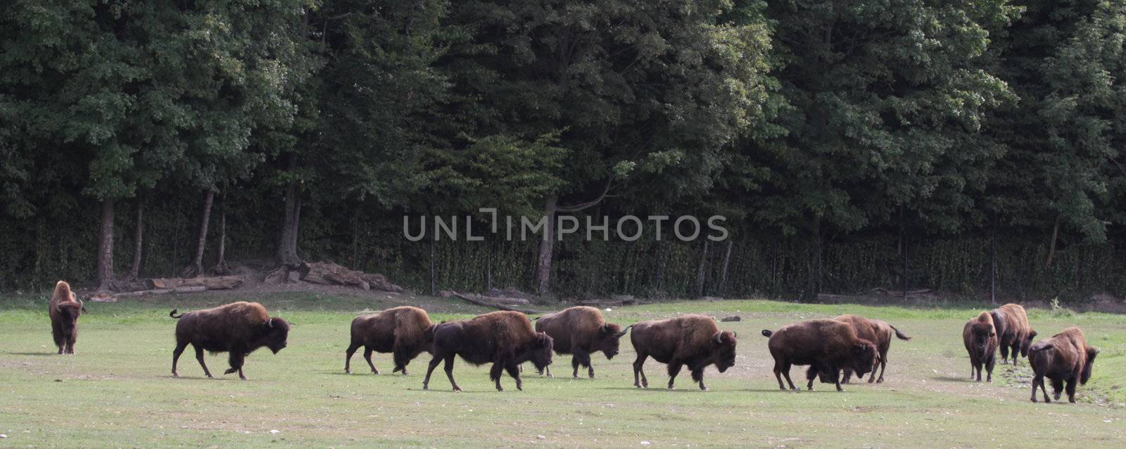 A herd of Buffalo (Bison bison athabascae) at a zoo.