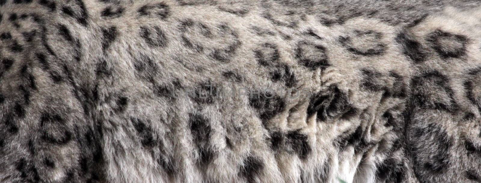 The fur of a Snow Leopard (Panthera uncia).