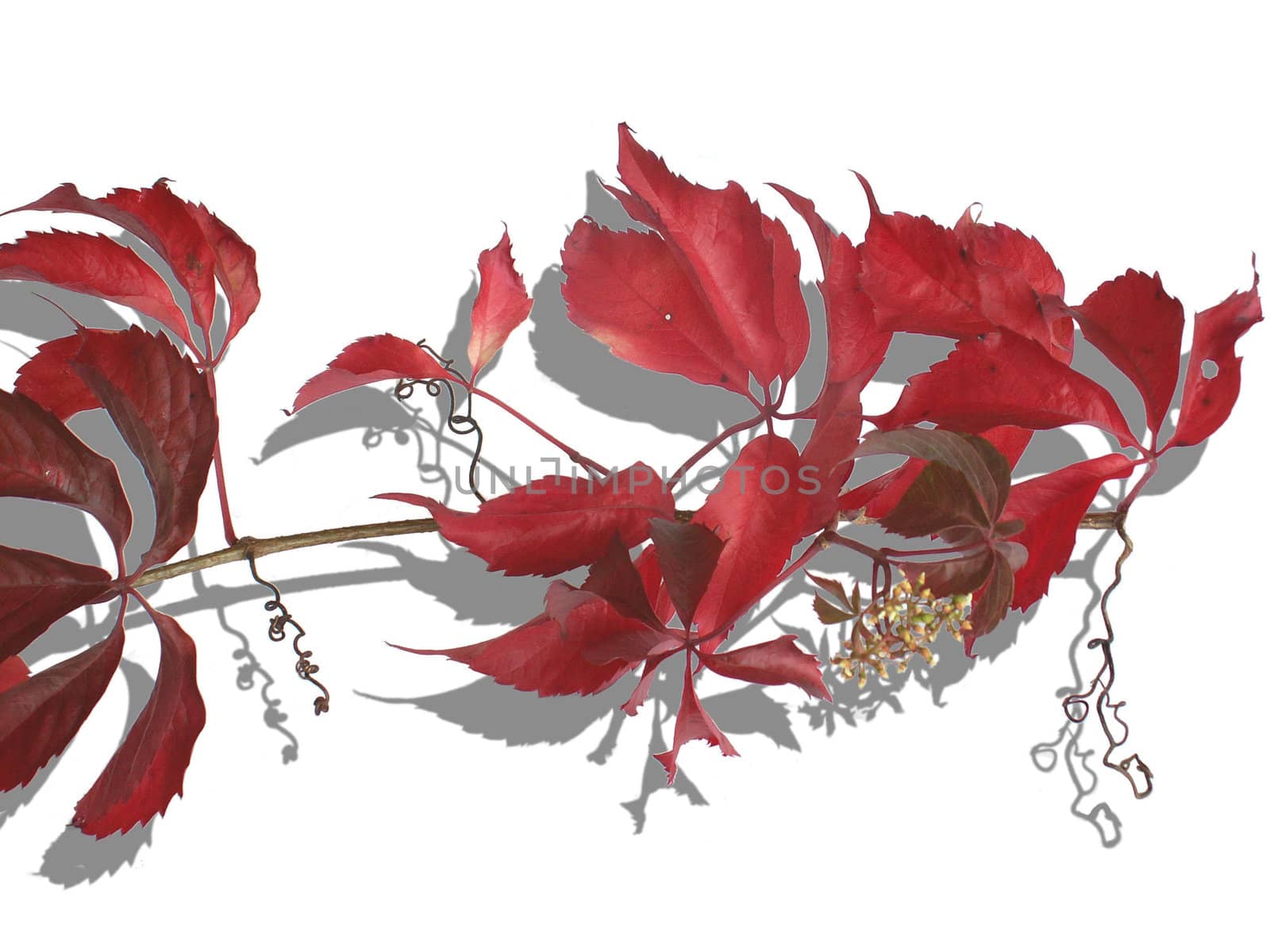red vine leaf