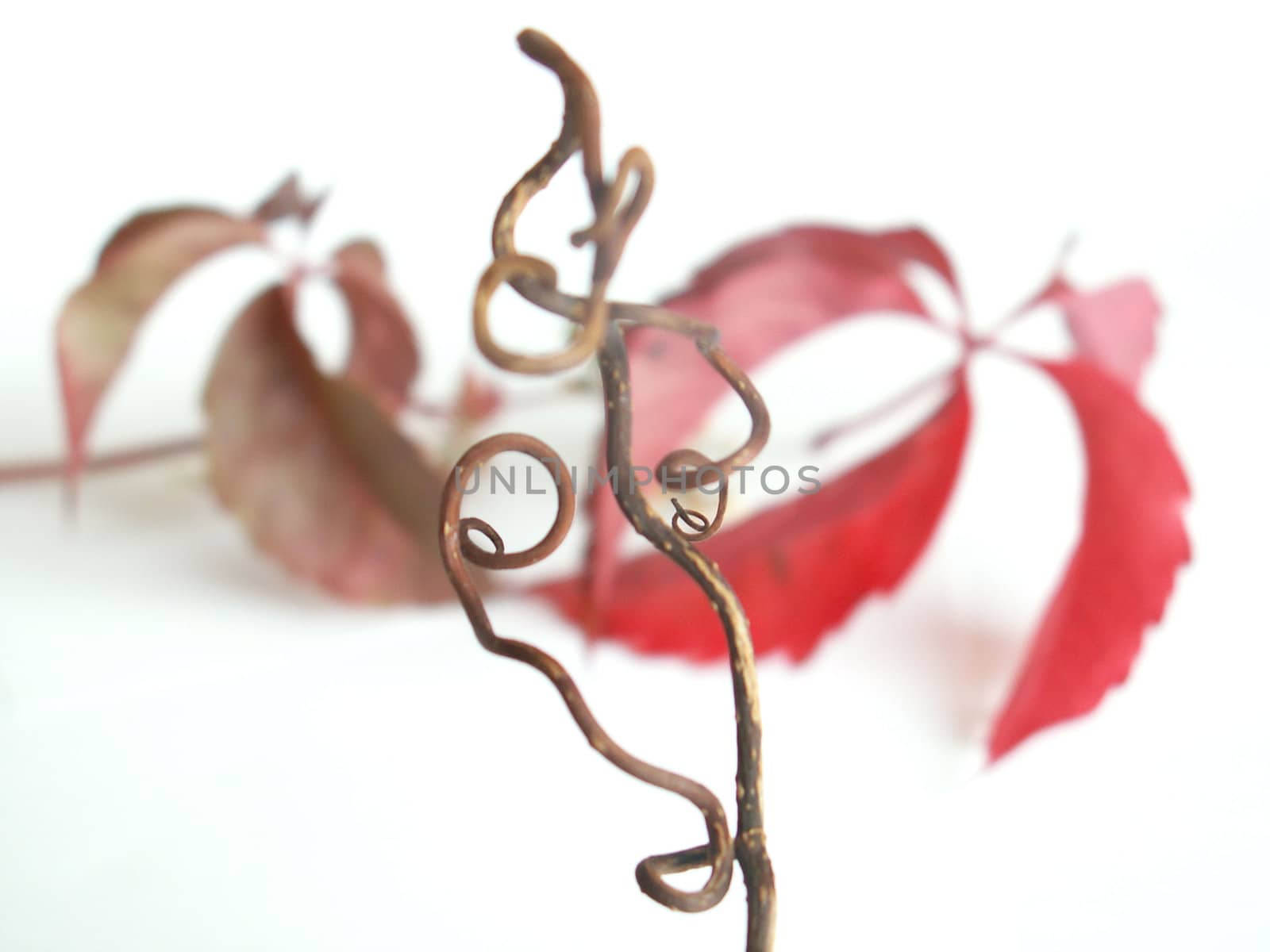red vine leaf