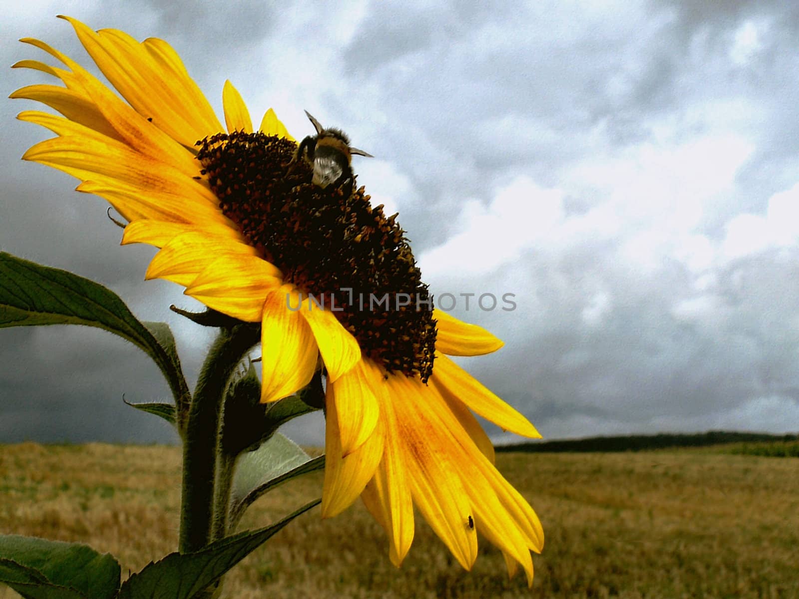 the sunflower and bees