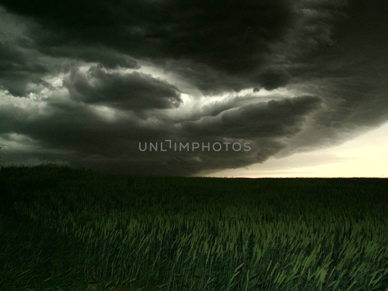 Thunderstorm in the evening on wheatfields