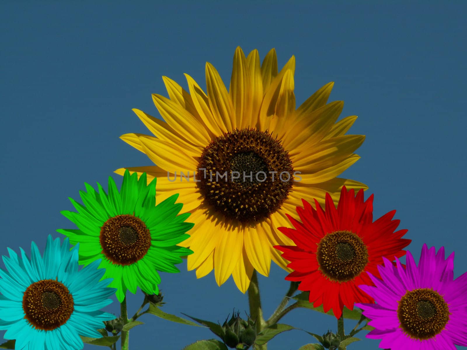 color sunflower