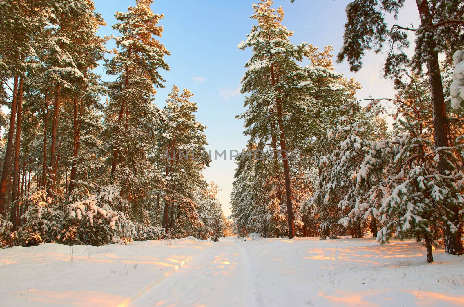 Winter frosty morning in a pine forest by subos
