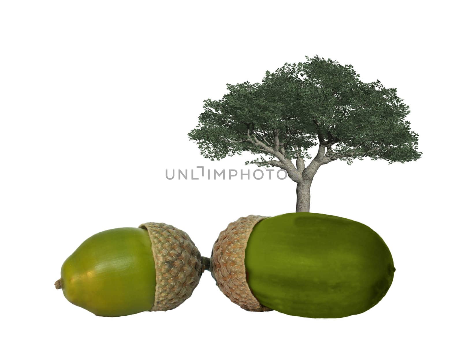 the acorn and the tree