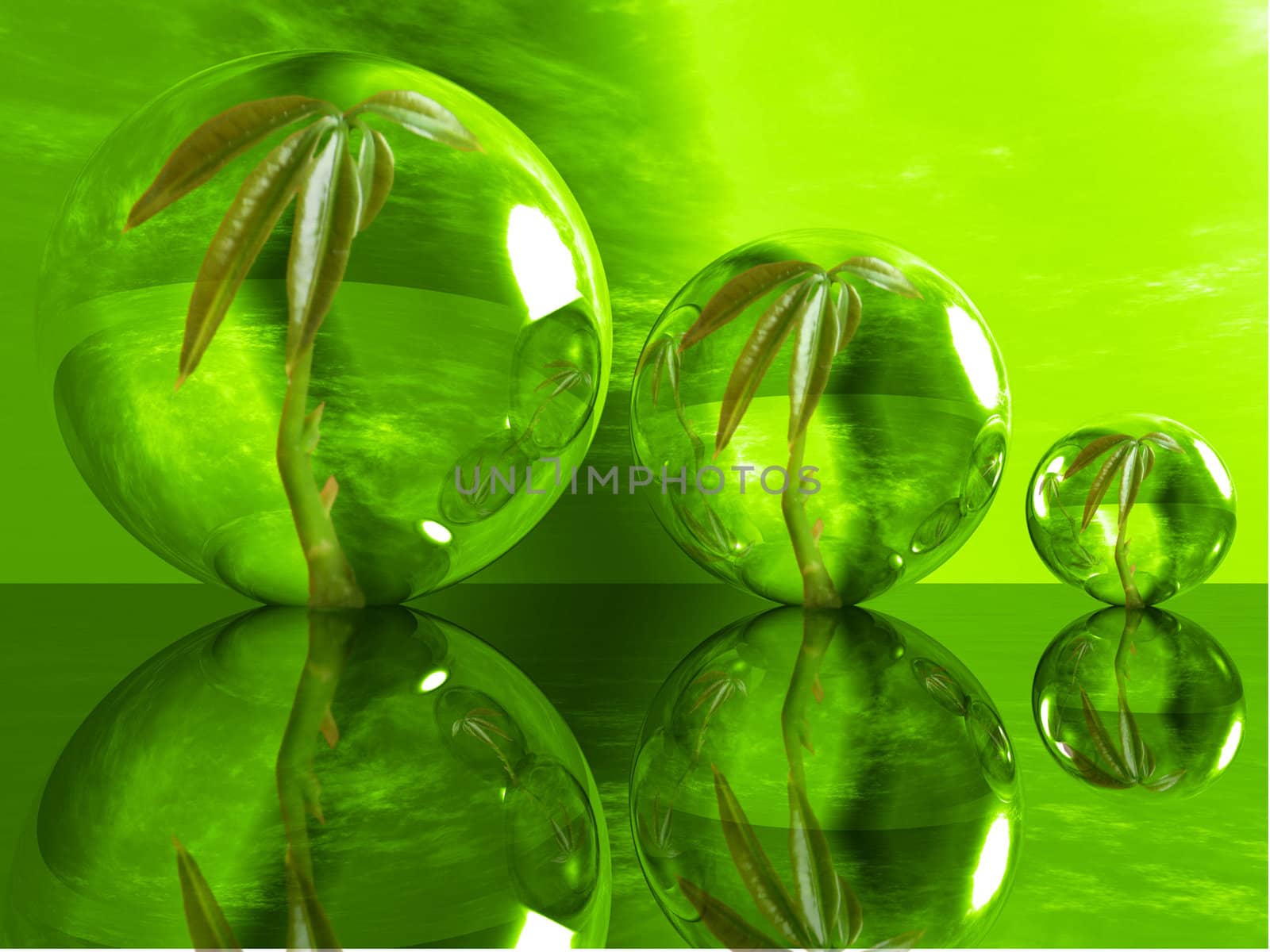 plant in a bubble