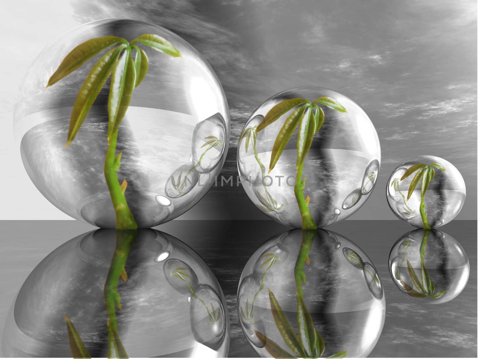 plant in a bubble