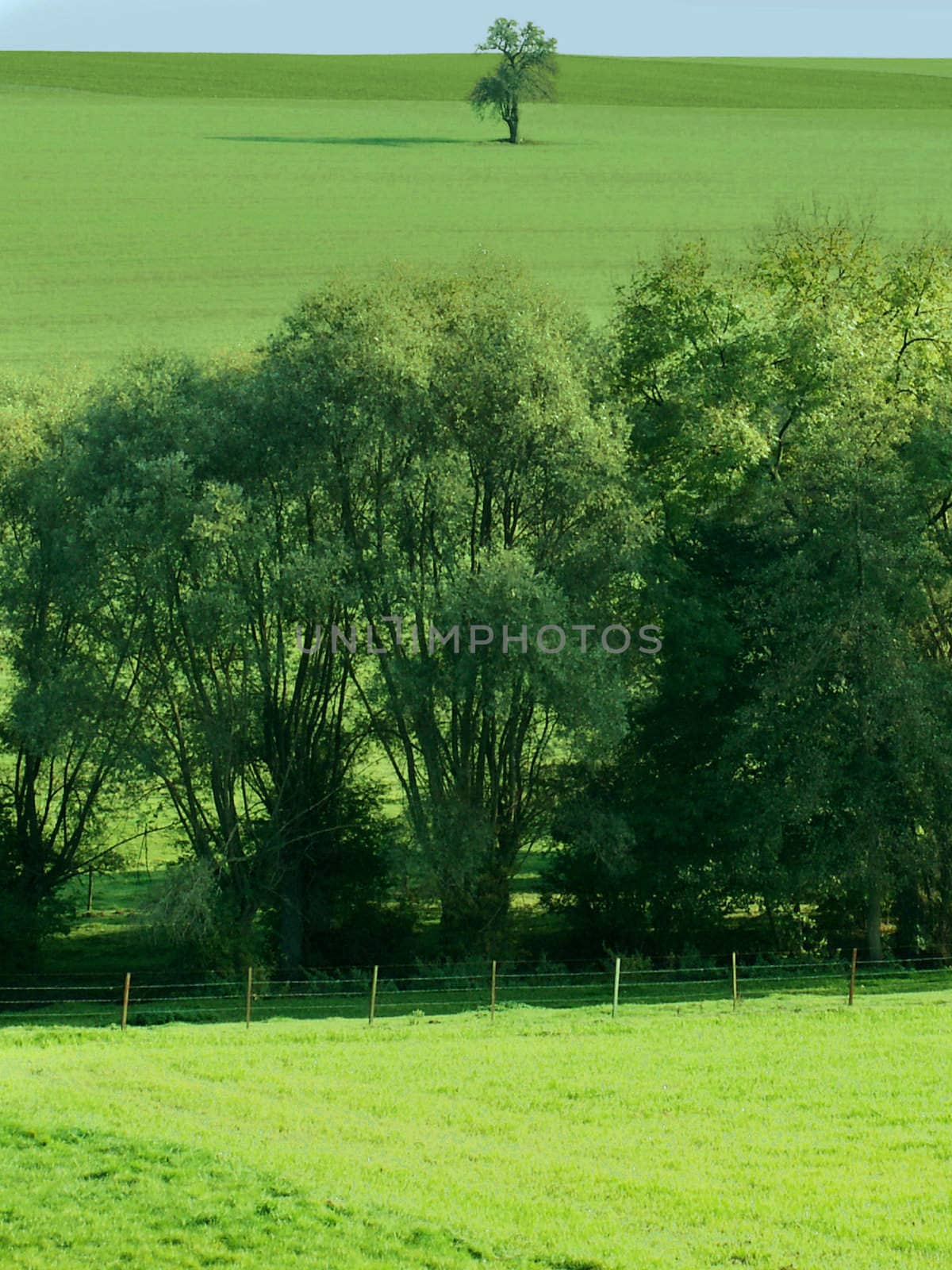 alone  tree by njaj