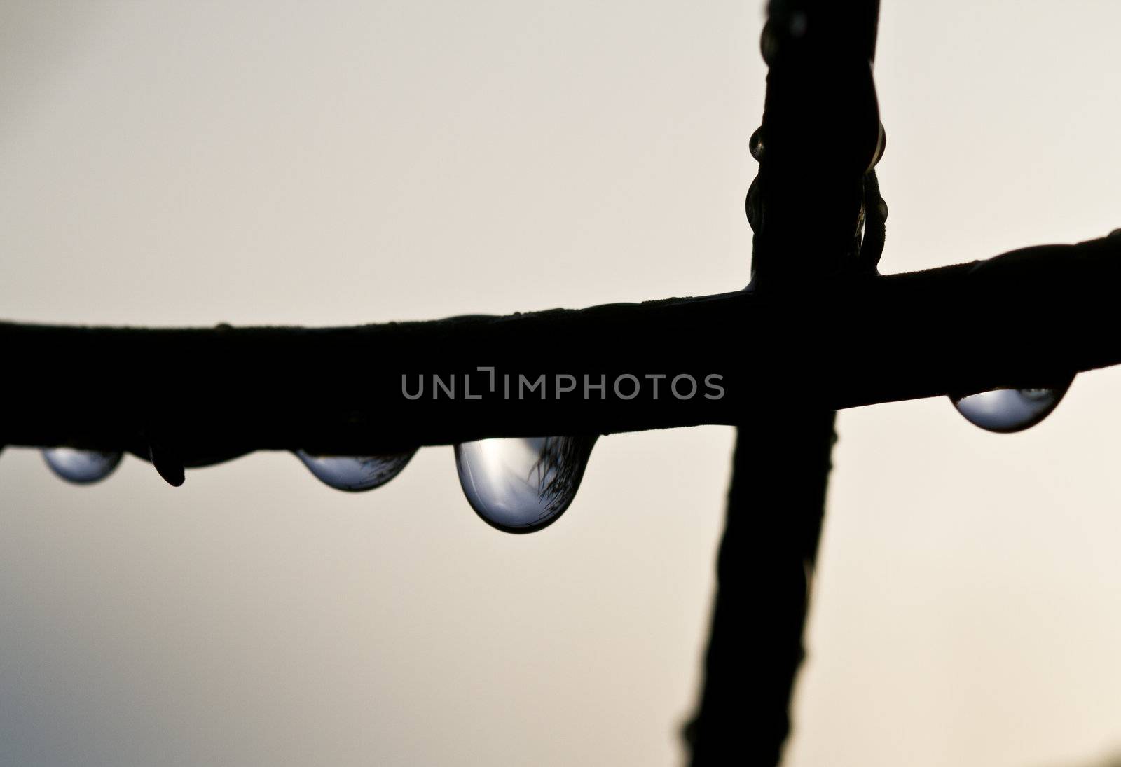Raindrops and silhouette of a plant branch against the white sky in the morning