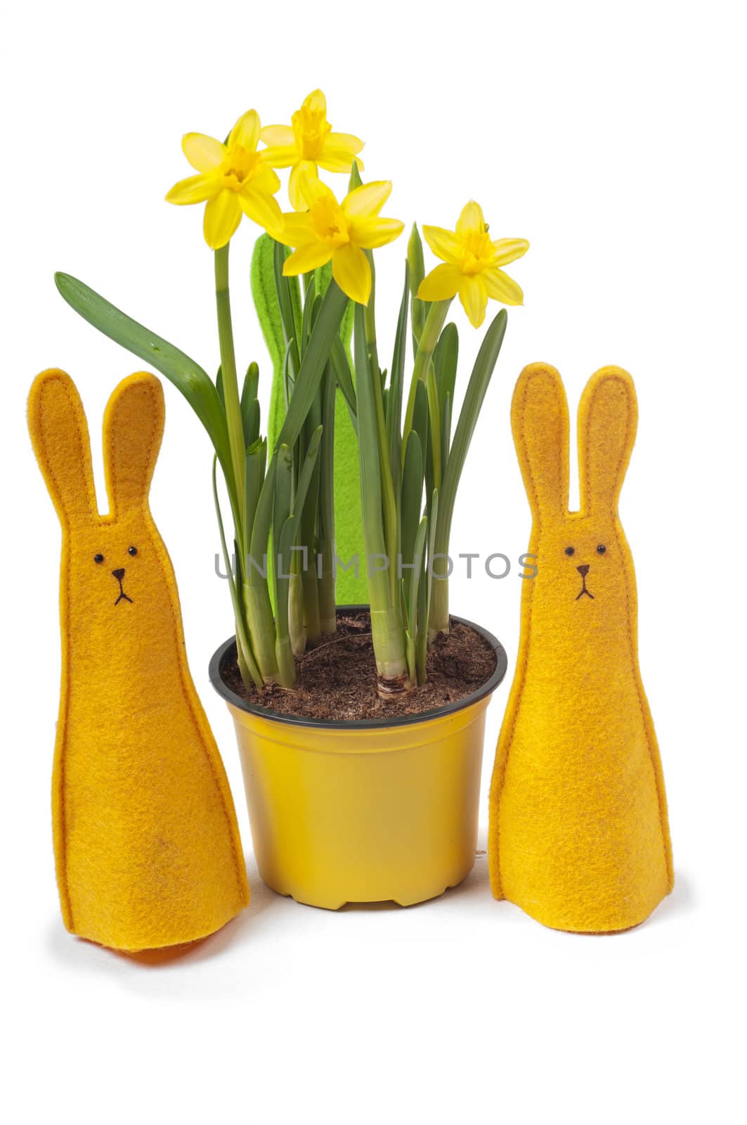 Yellow narcissus in the pot and two bunnies, isolated on white