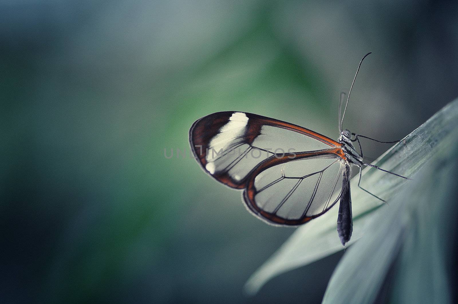 Butterfly by sognolucido