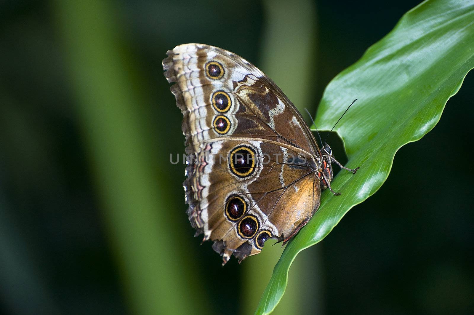 a Butterfly on a leaf in the green