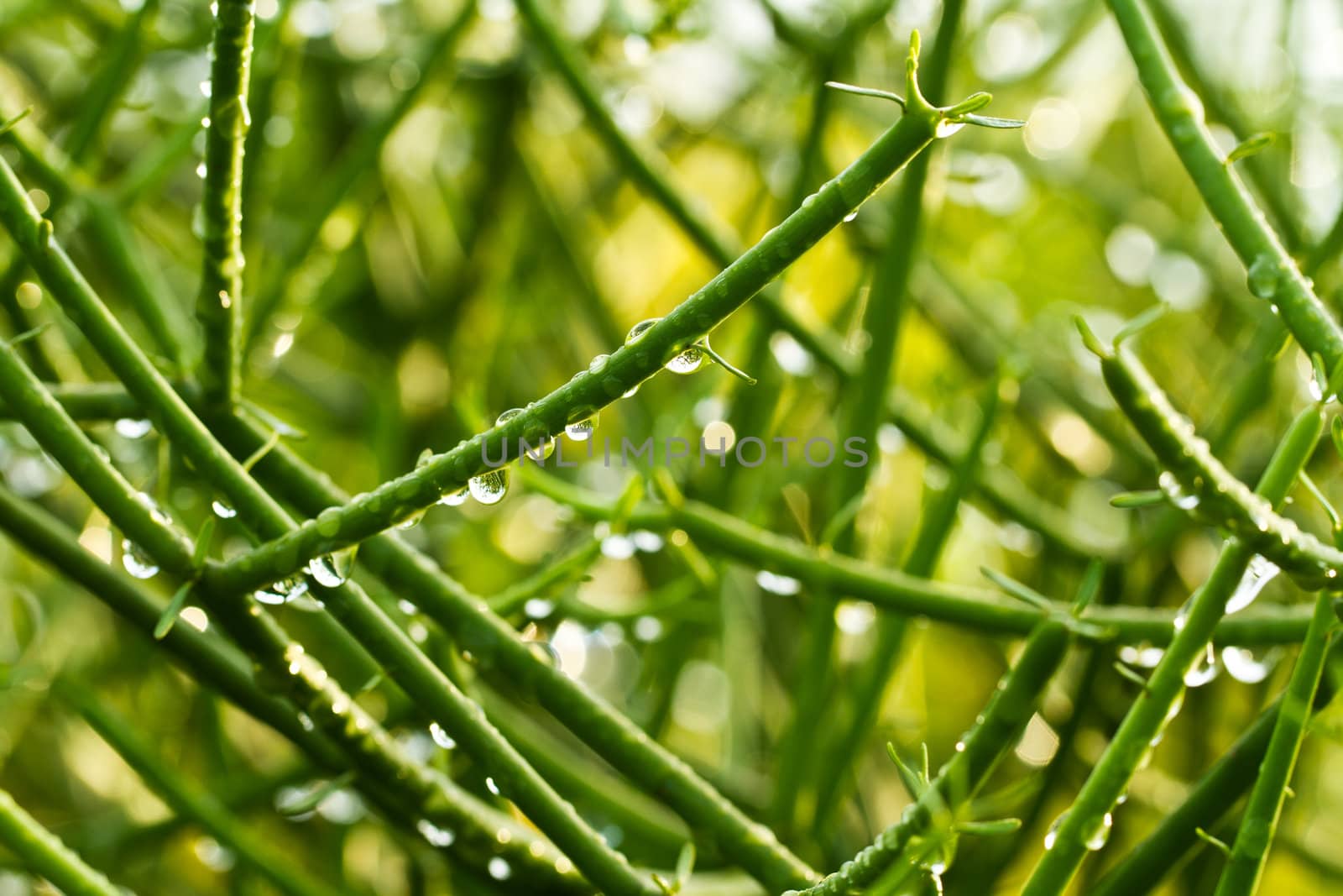 Raindrops on the branches of Euphorbia tirucalli plant in early morning with blurred surrounding foliage as background