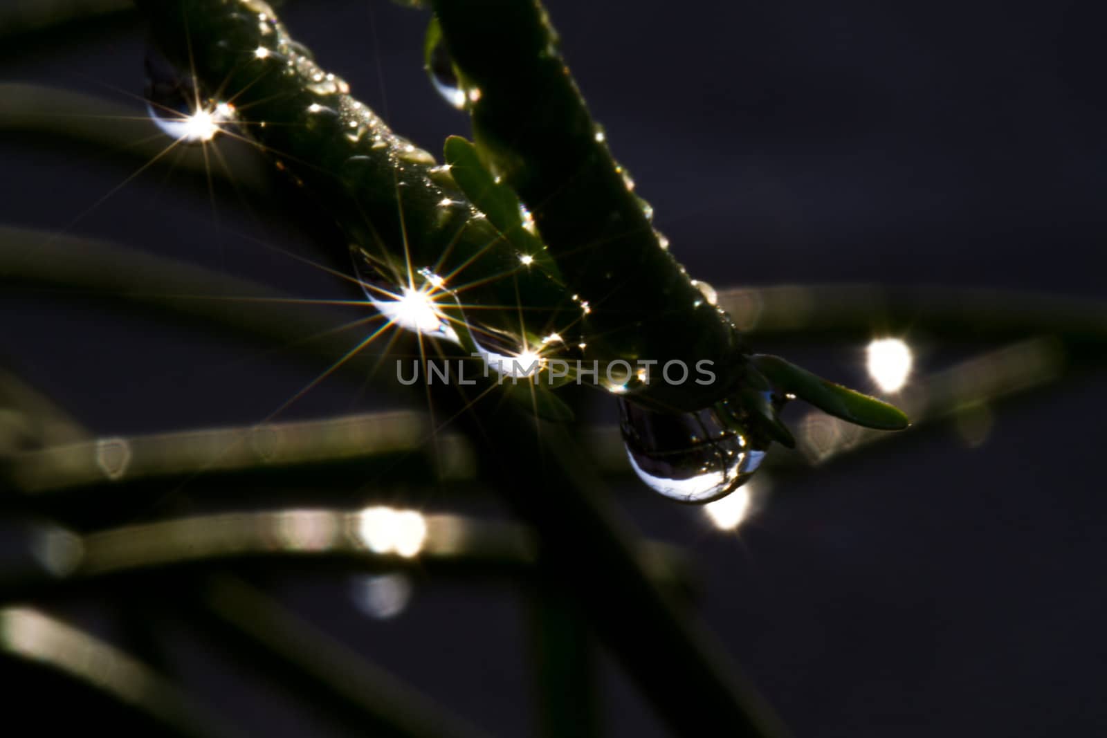 Raindrops on the branches of Euphorbia tirucalli plant glows in early morning sunlight with darked surrounding foliage as background