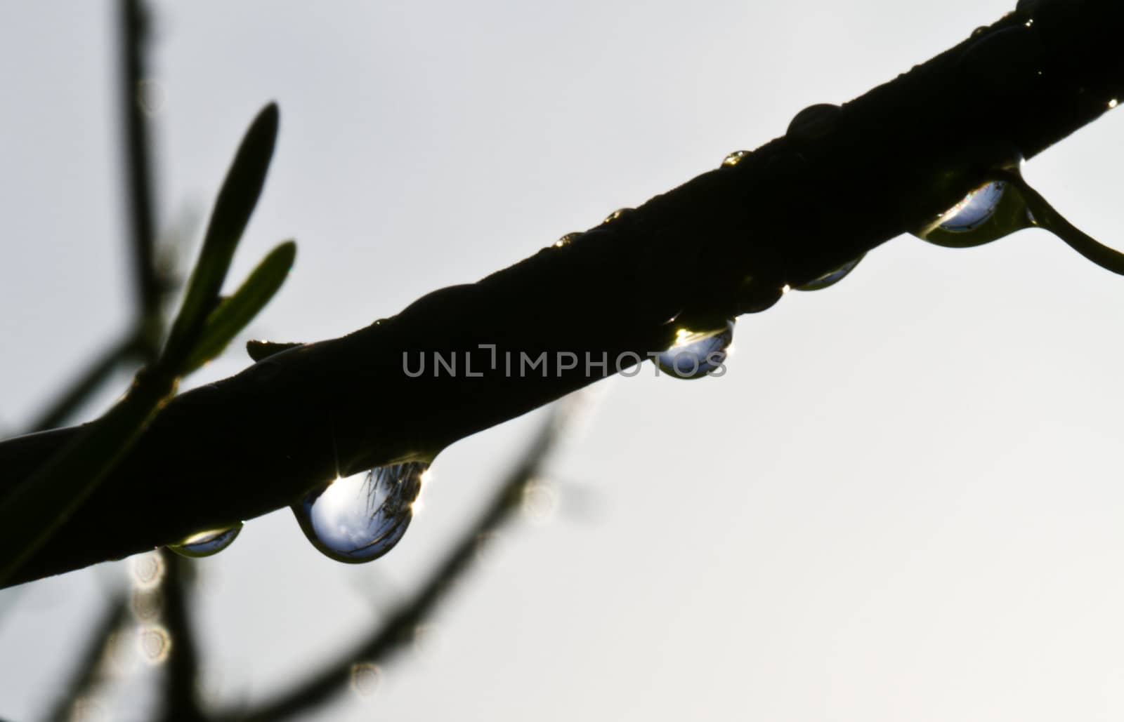 Raindrops and silhouette of a  Euphorbia tircalli plant branch against the white sky in the morning