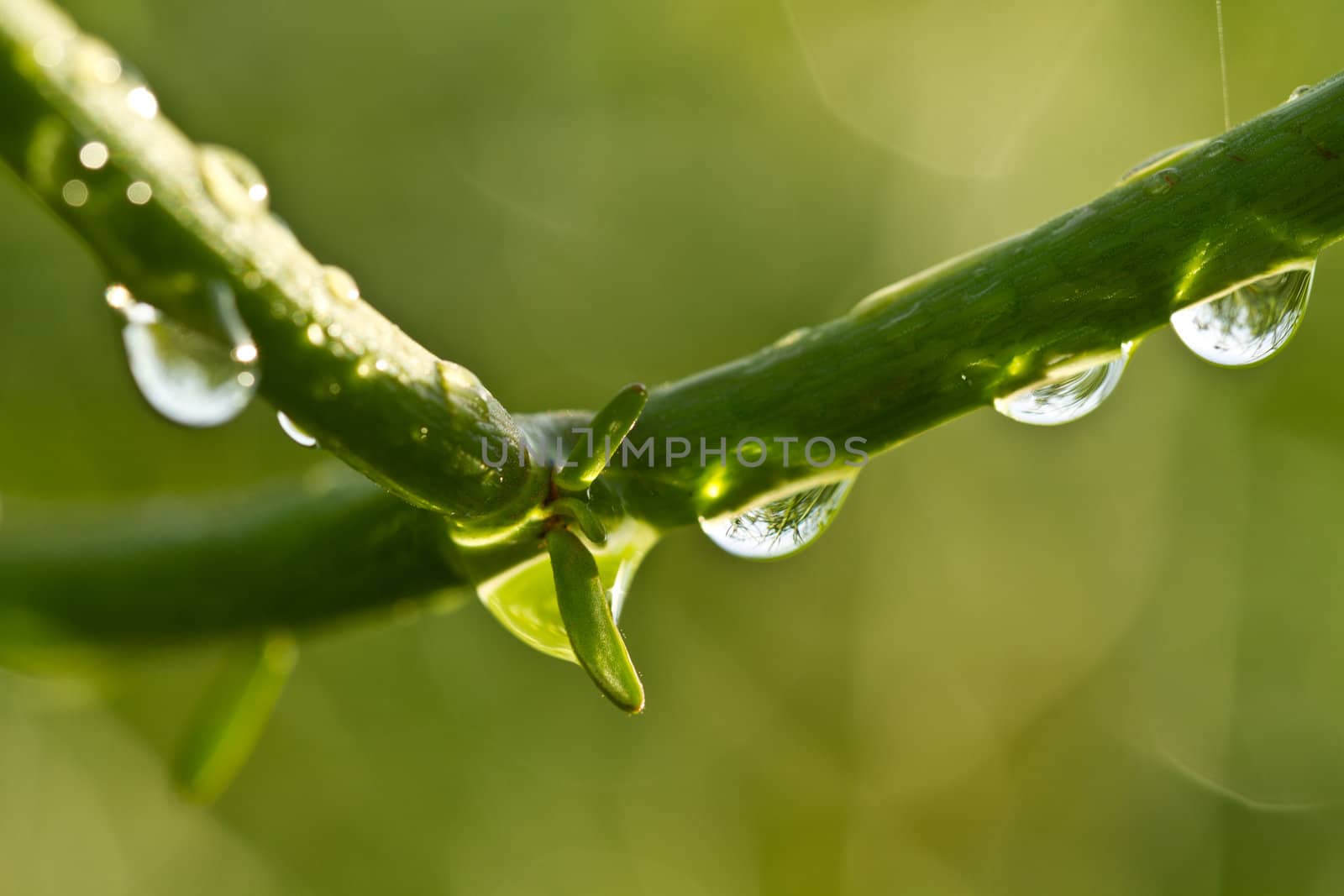 Raindrops on the branches of Euphorbia tirucalli plant in early morning with blurred surrounding foliage as background