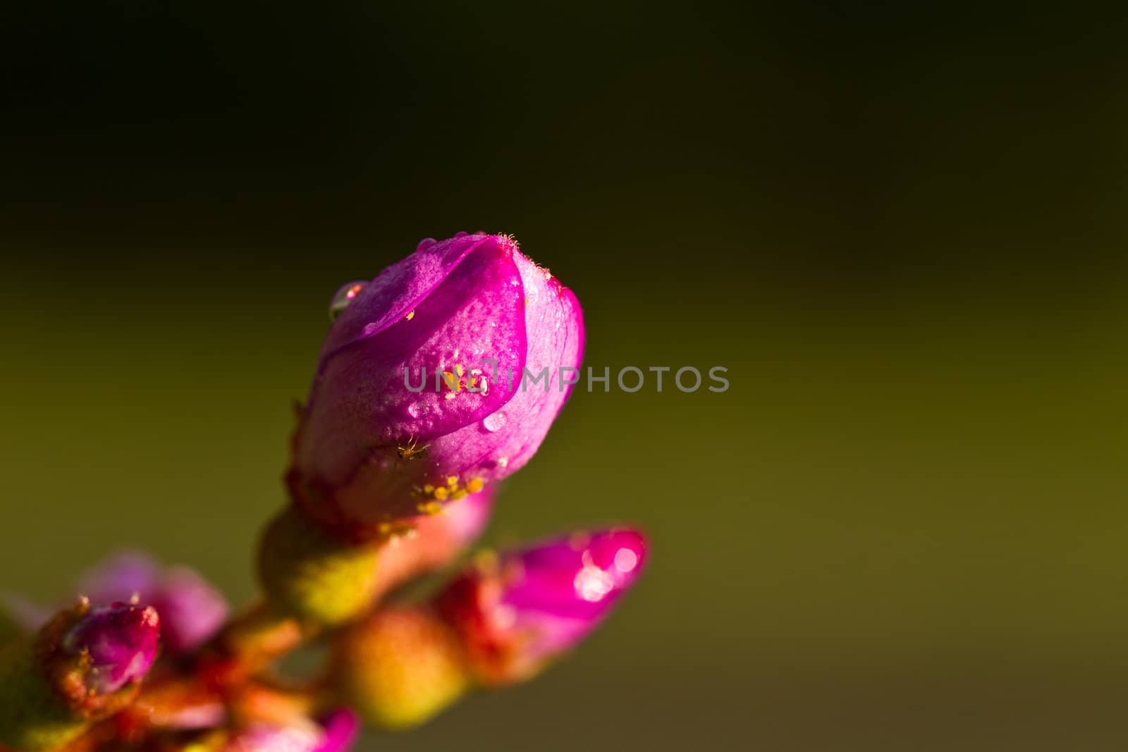 closeup view of a the melastoma malabathricum flower in the morning sun with insects on the closed petal inlandscape orietation