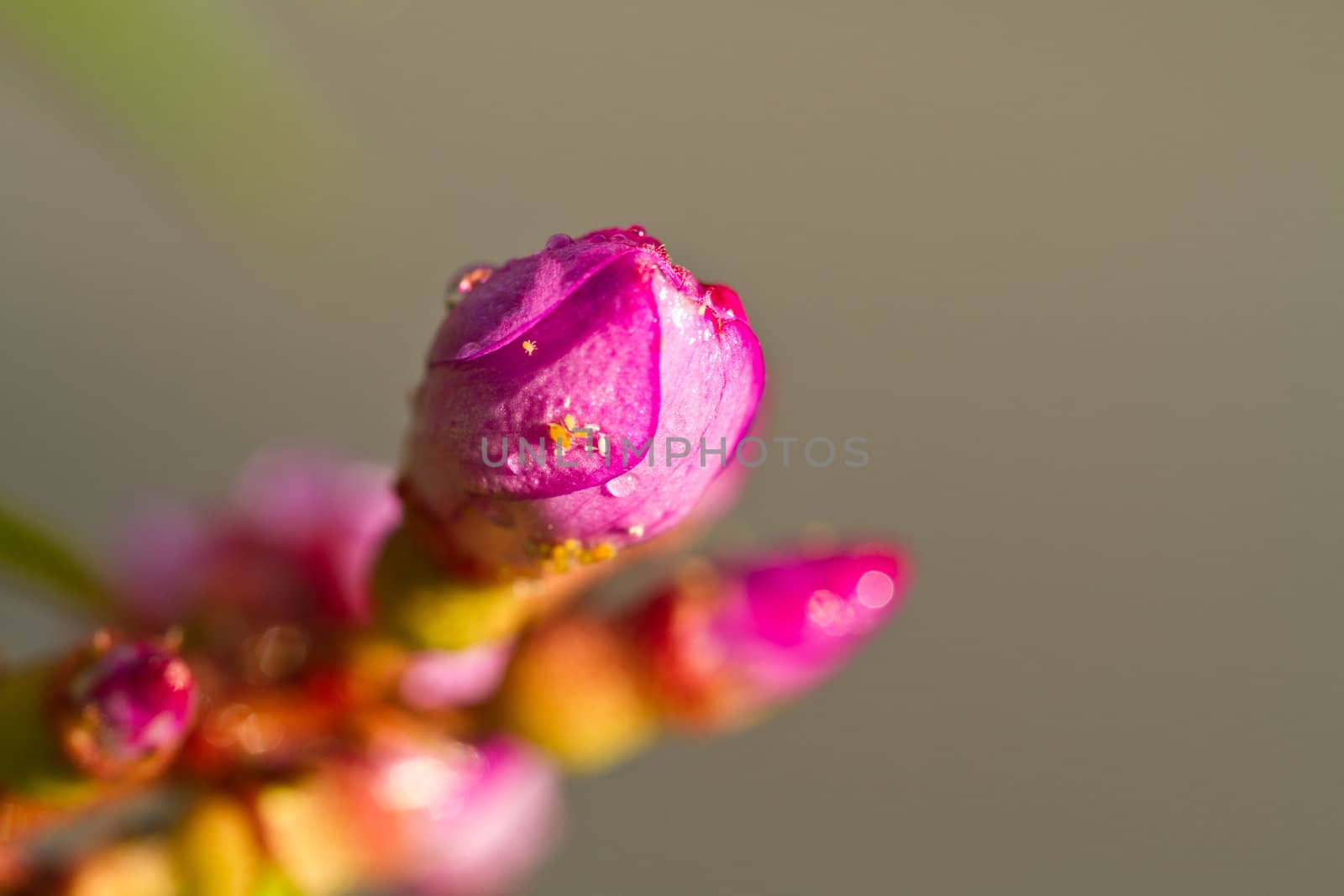 Closeup view of a the melastoma malabathricum flower in the morning sun with insects on the closed petal in landscape orietation
