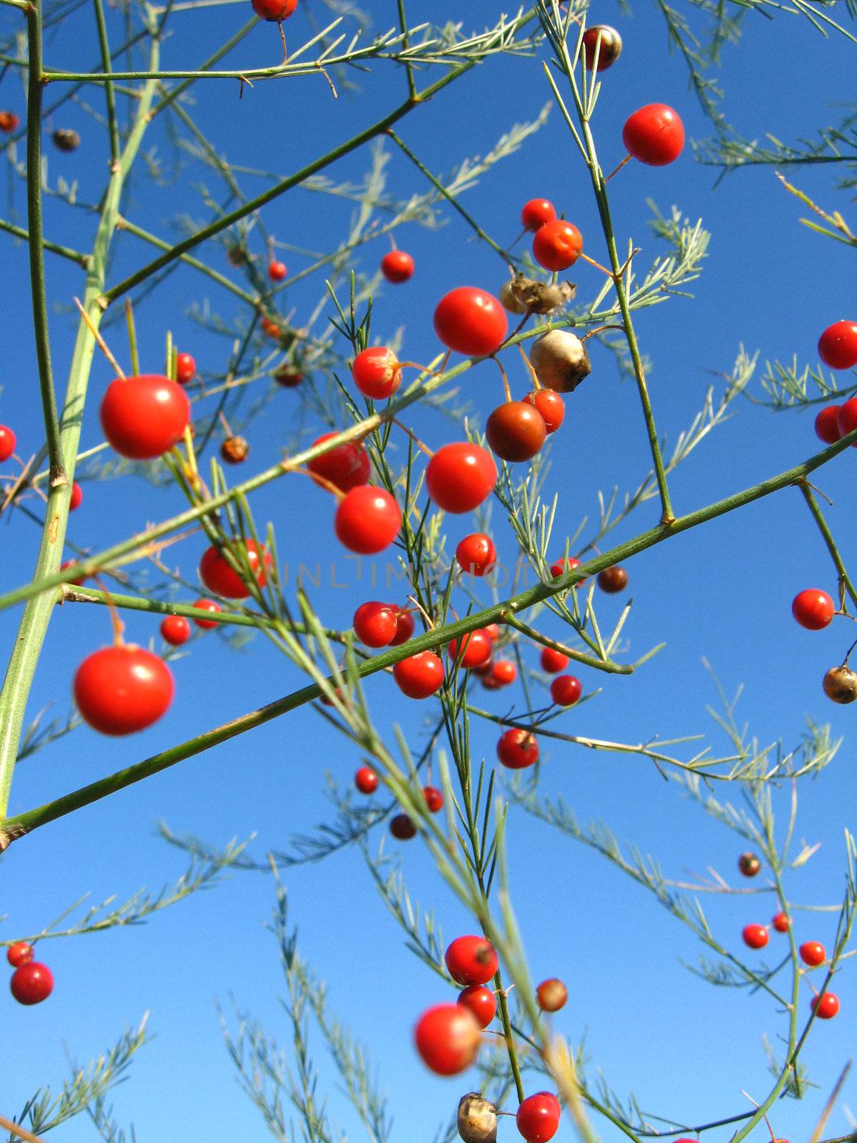 Beautiful plant of asparagus officinalis with red berries