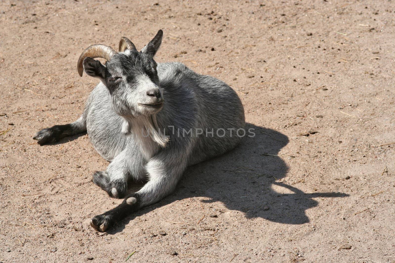 This goat seem to be very happy and content with life!