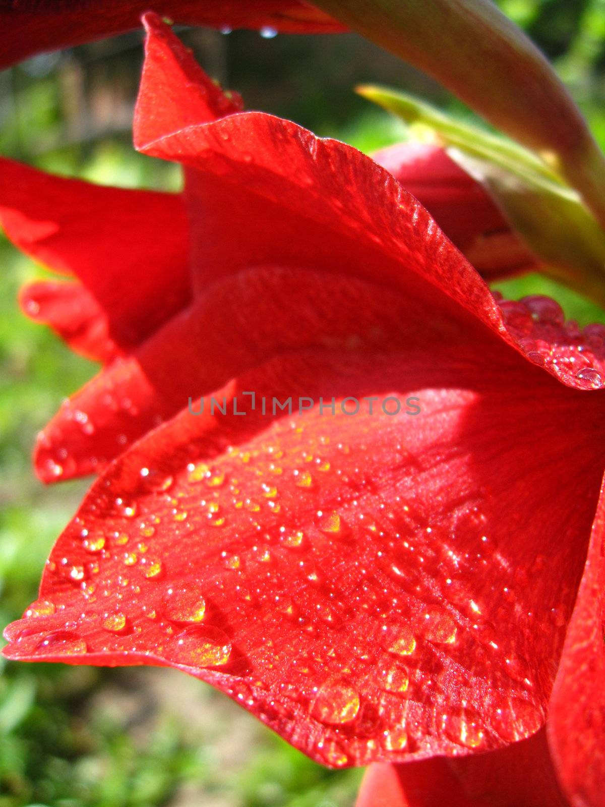 a beautiful and bright flower of red gladiolus with drops of water