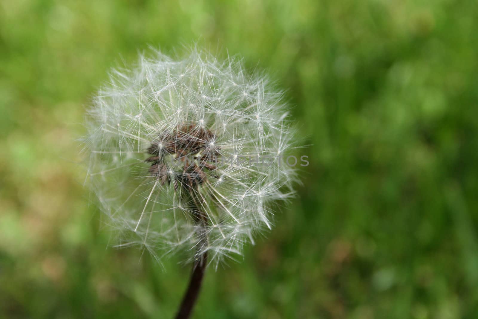 Beautiful macro picture of a Dandelion in seed dispersal stage.