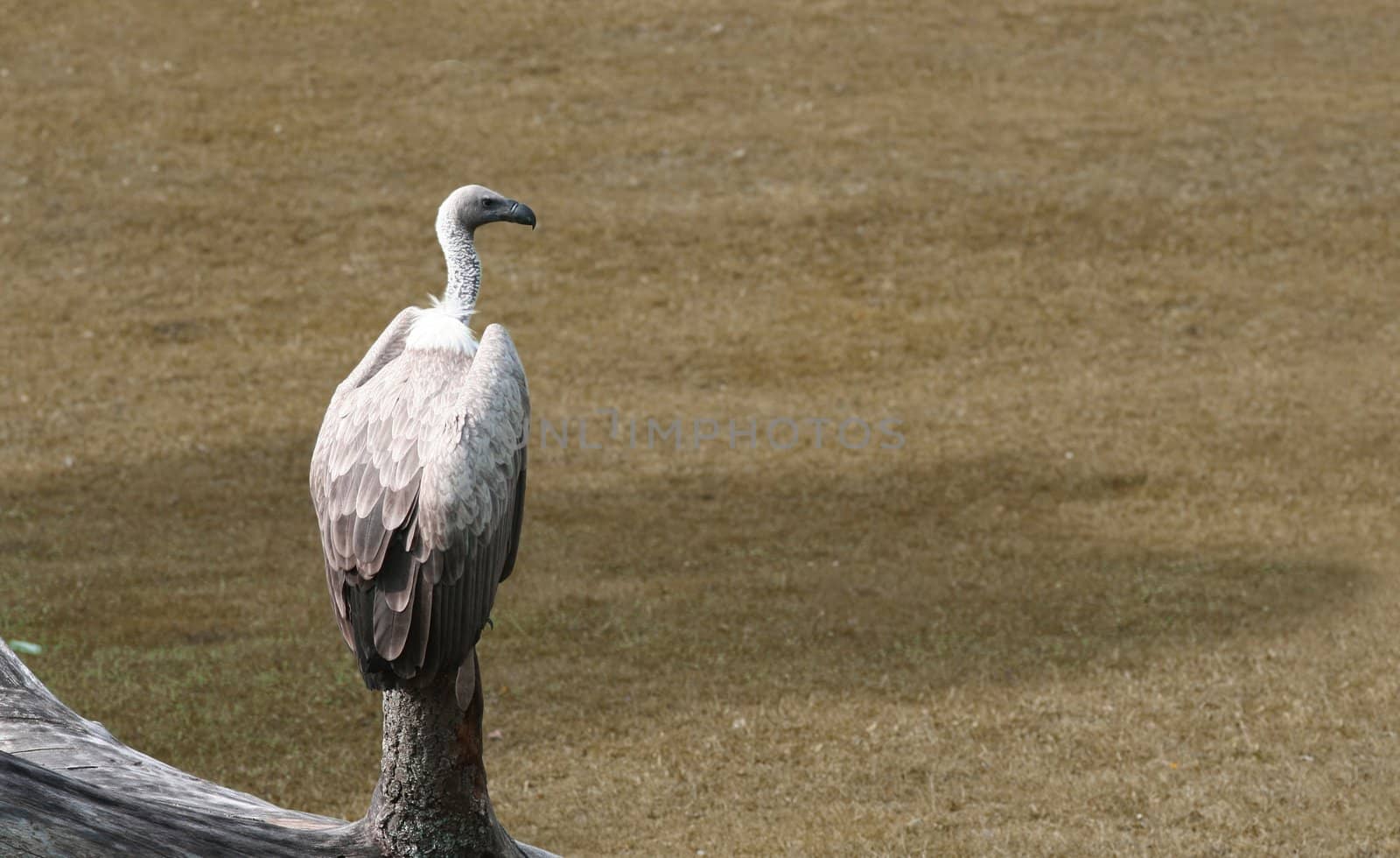 Vulture sitting on pole, waiting for pray.