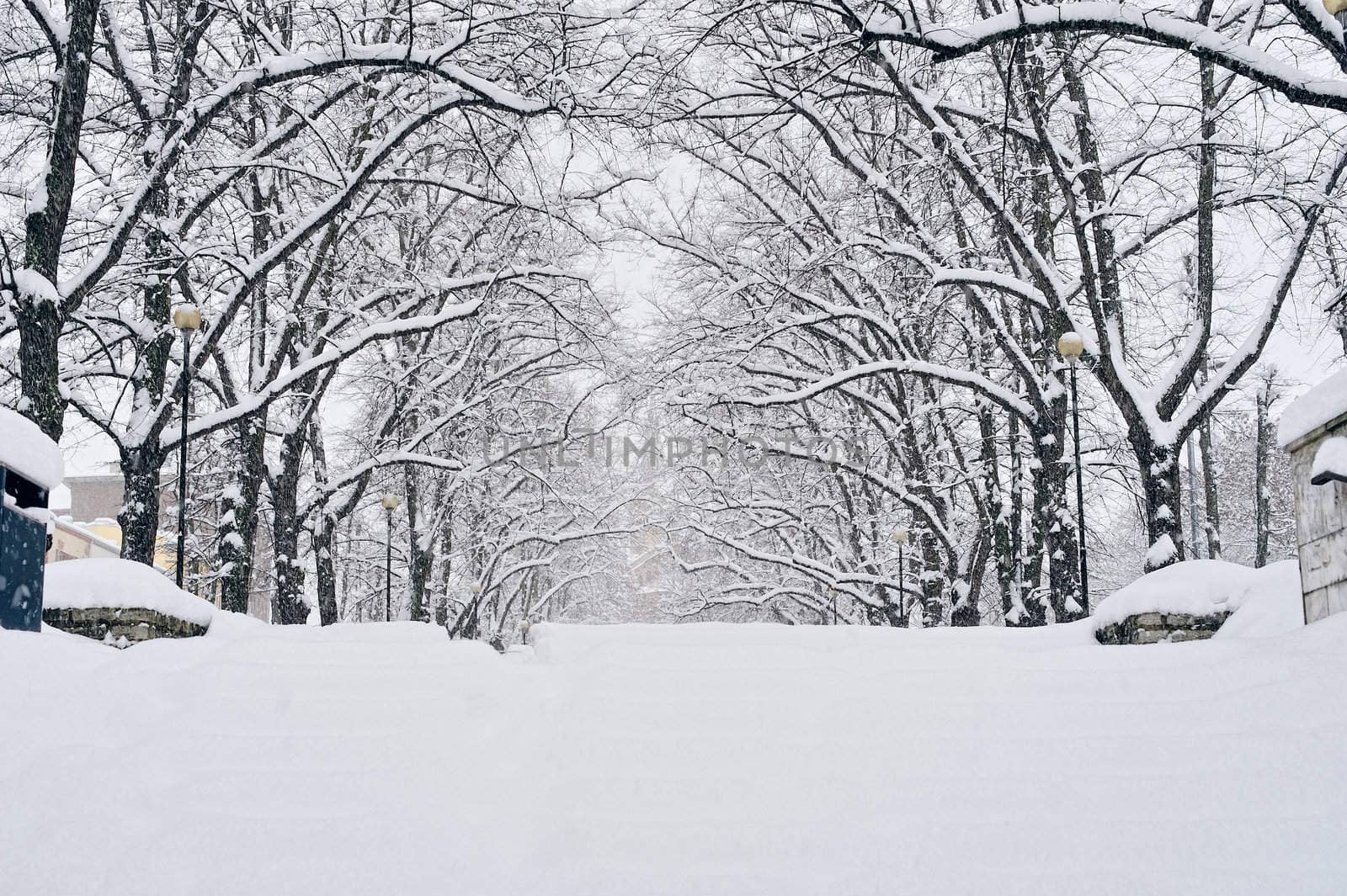 Trees covered with hoarfrost and snow in the city park