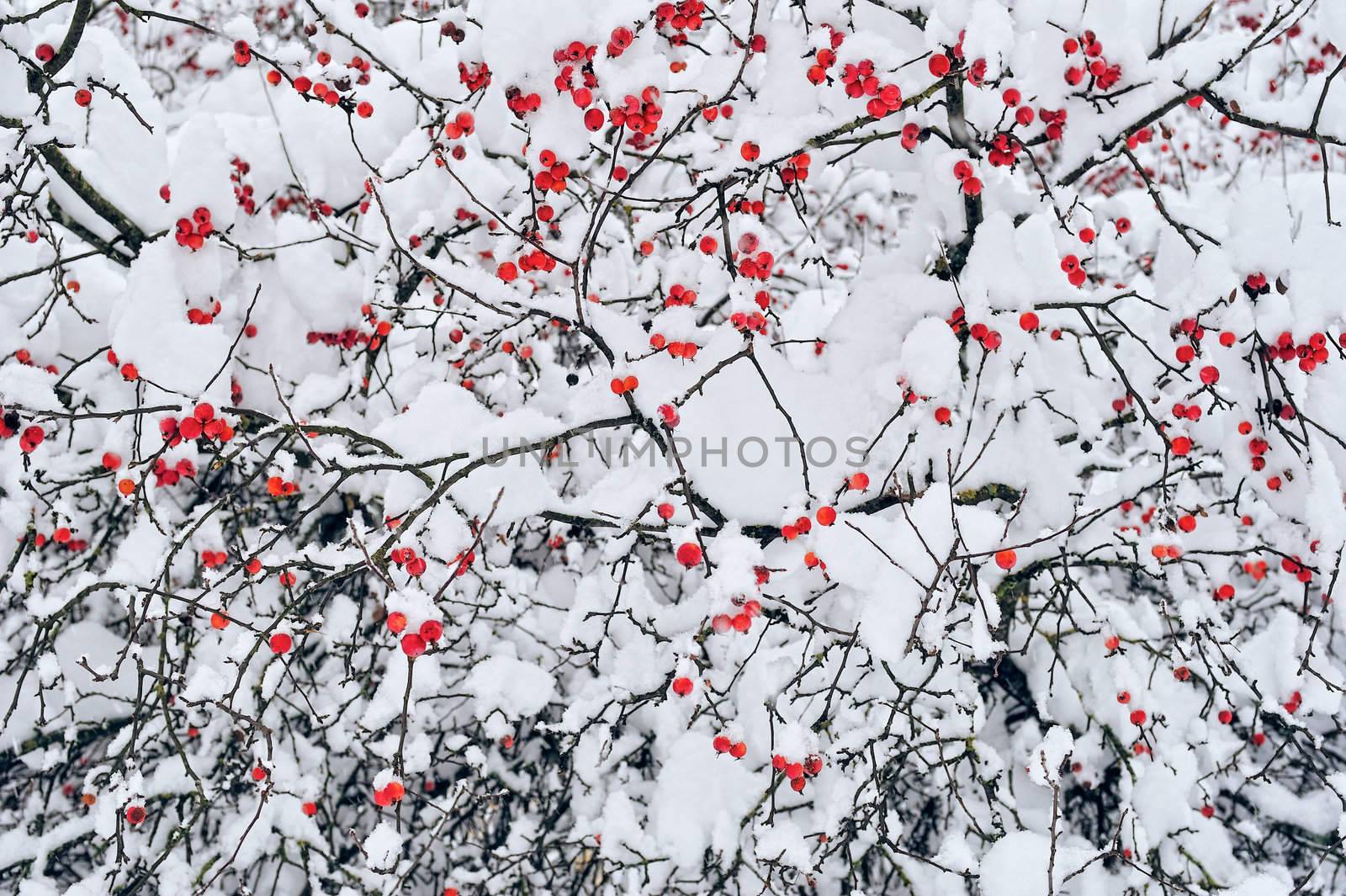 Winter mountain ash. Branches ashberry under the snow
