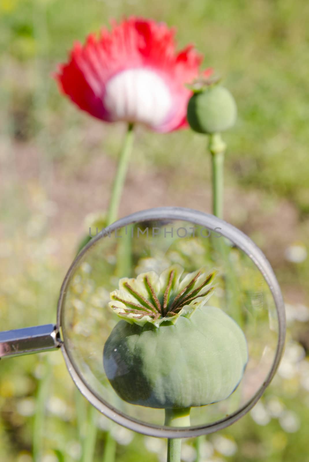 Poppy head through a magnifying glass. Flower details.