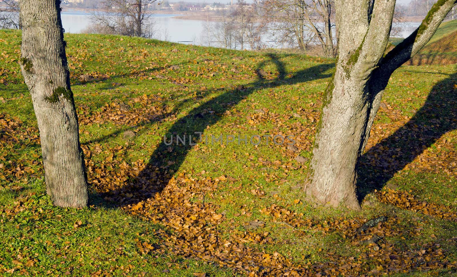 Lime tree trunks and fallen leaves in autumn. Lake landscape background.