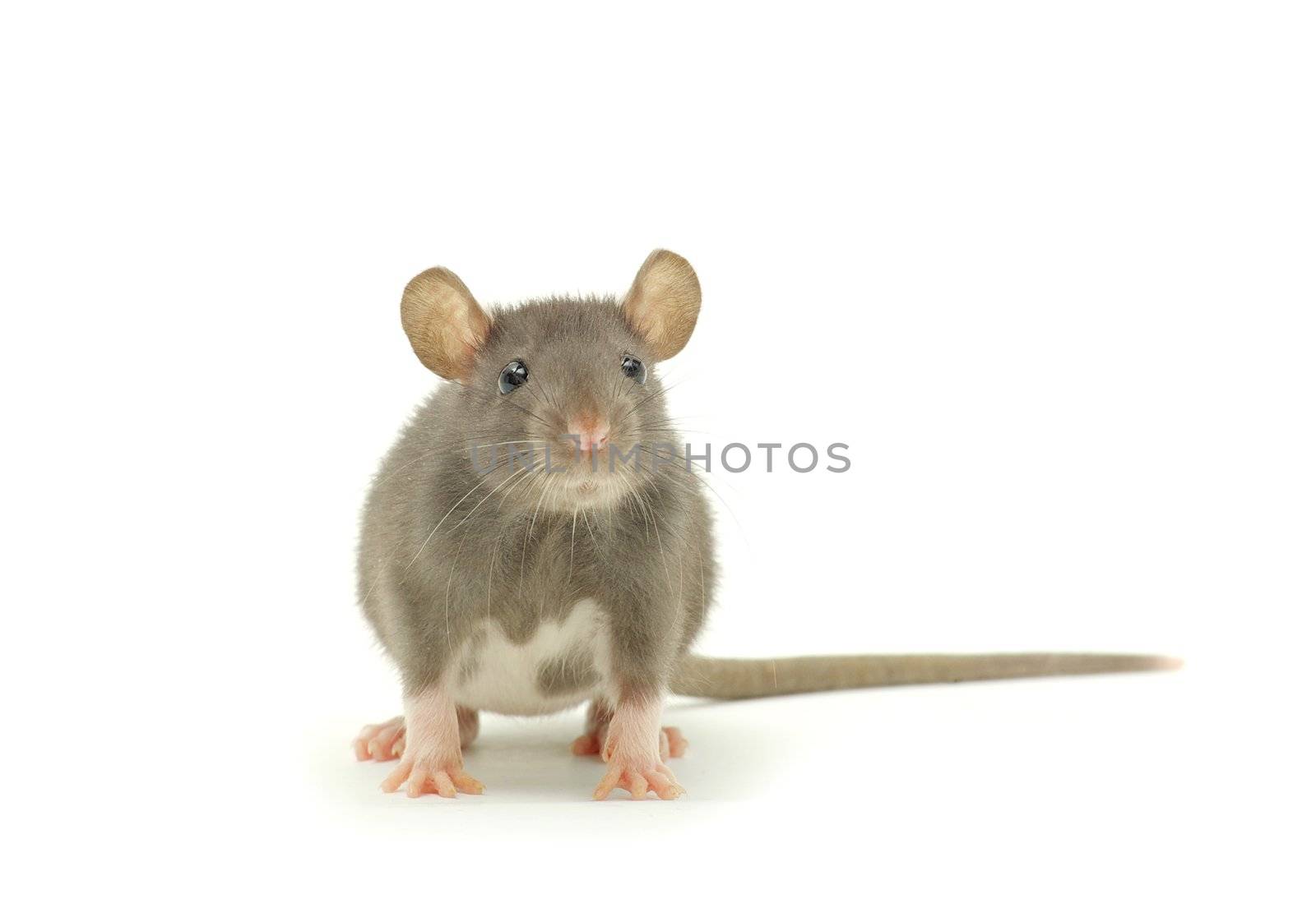 funny rat  isolated on white background