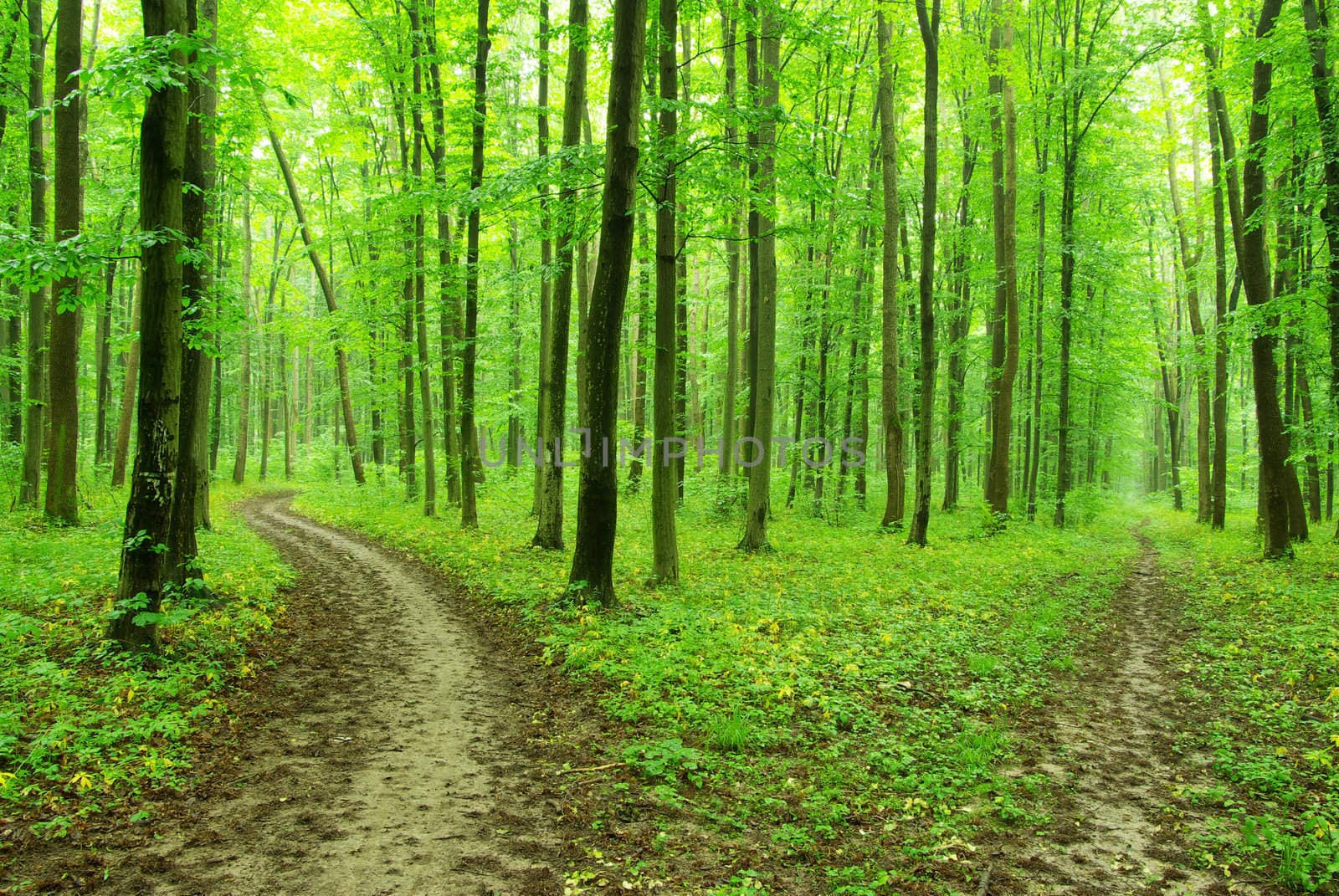 a path is in the green forest