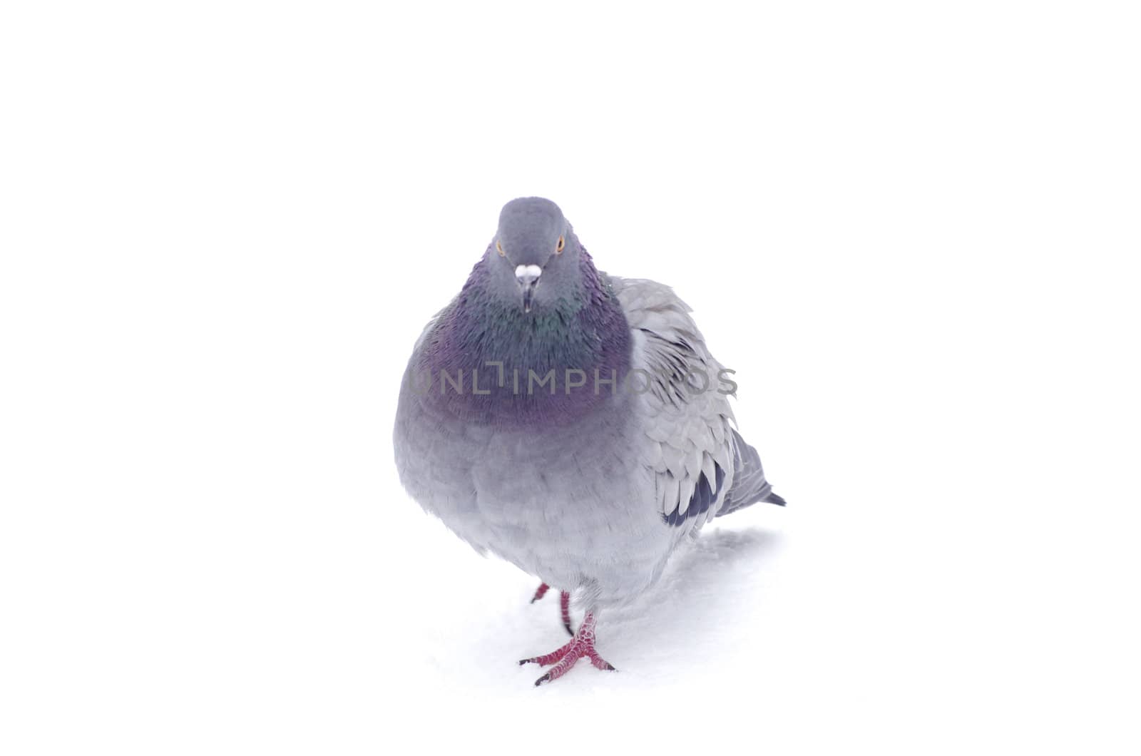 One gray pigeon isolated on white background