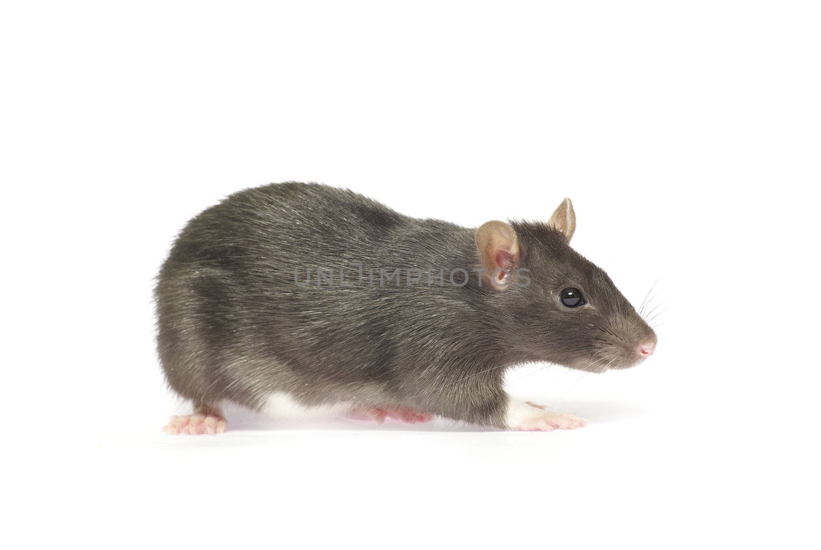grey rat  isolated on white background