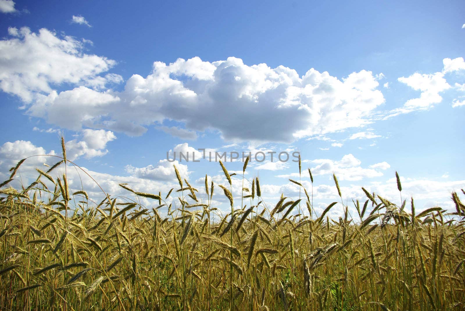 Wheat ears against the blue  sky