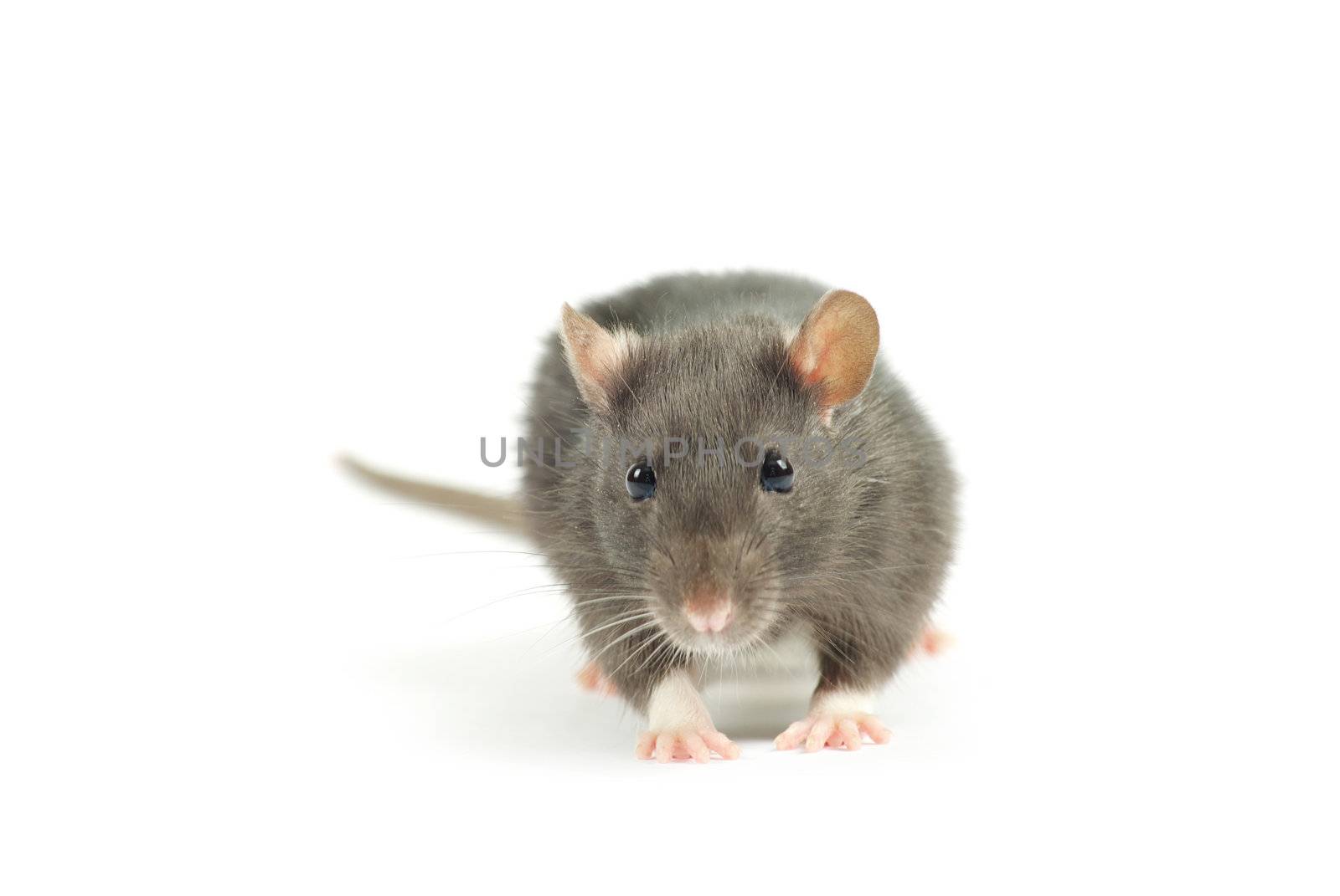  rat  isolated on white background