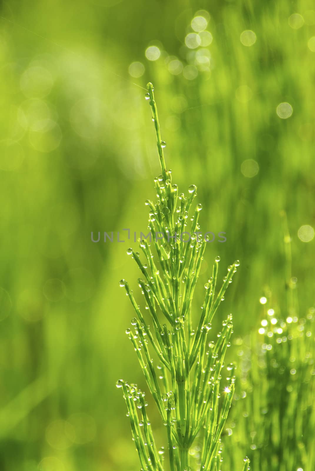 Dew drop on a blade of grass 