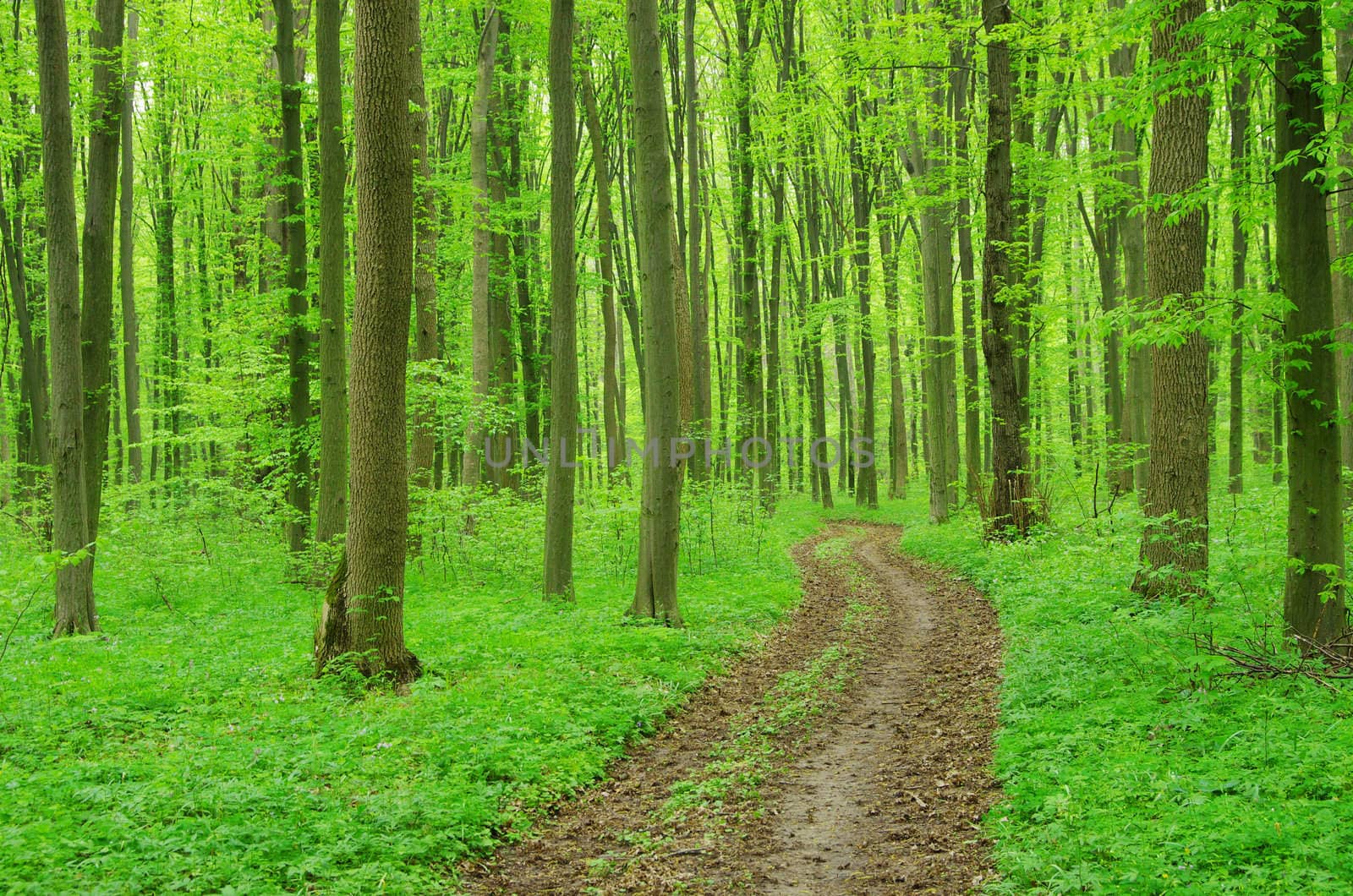 a path is in the green forest