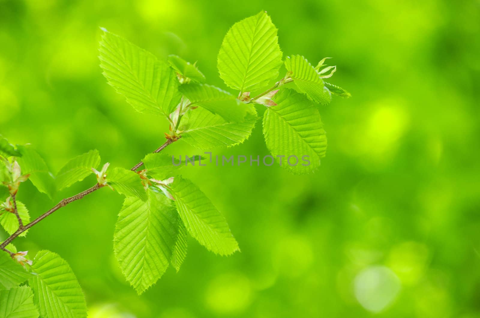 green leaves background in sunny day