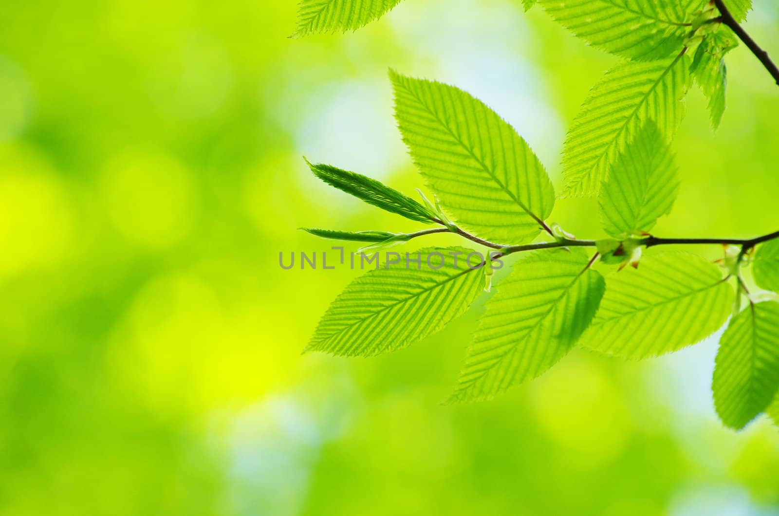green leaves background in sunny day